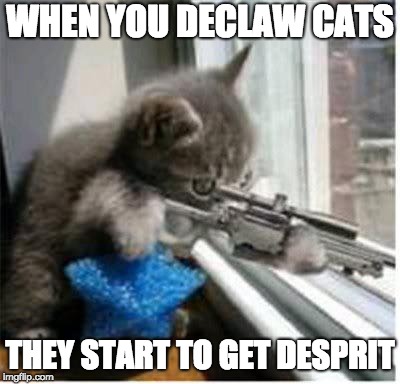 cats with guns | WHEN YOU DECLAW CATS; THEY START TO GET DESPRIT | image tagged in cats with guns | made w/ Imgflip meme maker