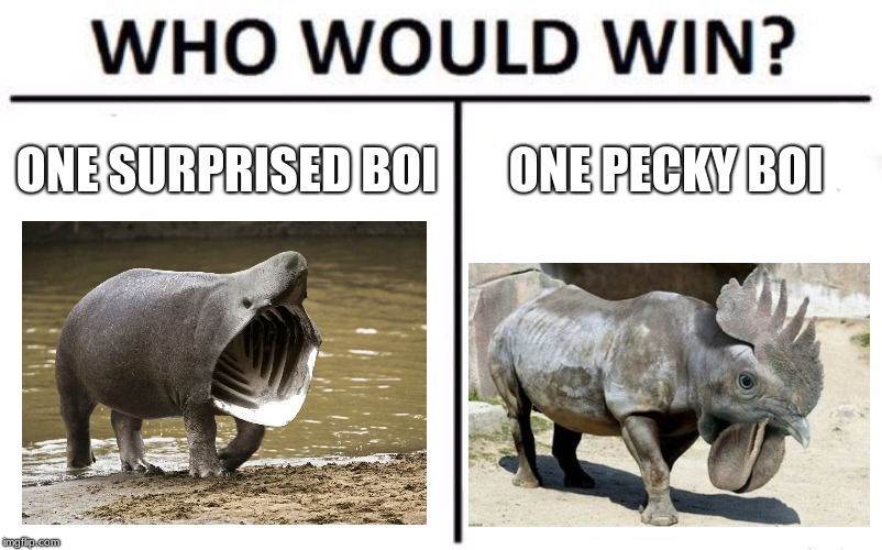 Who Would Win? Meme | ONE SURPRISED BOI; ONE PECKY BOI | image tagged in memes,who would win | made w/ Imgflip meme maker