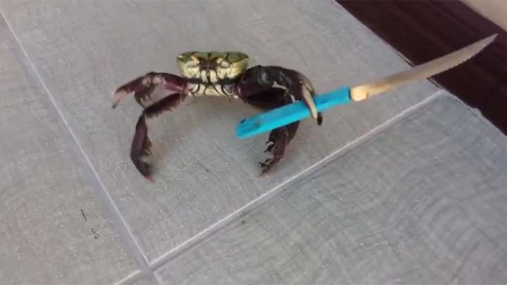 Crab knife  Blank Meme Template