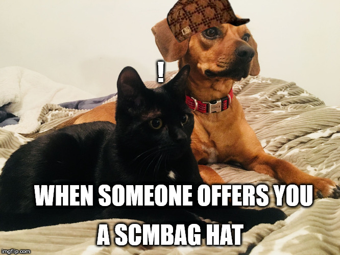 Honey and Murr staring | ! A SCMBAG HAT; WHEN SOMEONE OFFERS YOU | image tagged in honey and murr staring,scumbag | made w/ Imgflip meme maker