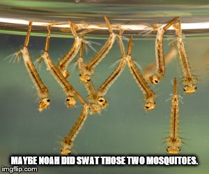 MAYBE NOAH DID SWAT THOSE TWO MOSQUITOES. | image tagged in mosquito larvae,noah | made w/ Imgflip meme maker