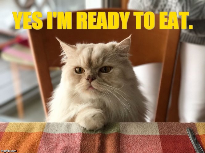 Cat Weekend, May 11-13, a Landon_the_memer, 1forpeace, and JBmemegeek event | YES I'M READY TO EAT. | image tagged in memes,cat weekend,cat,ready,to,eat | made w/ Imgflip meme maker