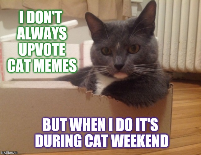 Submit your cat memes, tag them "cat weekend", and me, Landon_the_memer, 1forpeace, will upvote and comments on them! May 11-13 | I DON'T ALWAYS UPVOTE CAT MEMES; BUT WHEN I DO IT'S DURING CAT WEEKEND | image tagged in cat weekend,jbmemegeek,landon_the_memer,1forpeace,cats,the most interesting man in the world | made w/ Imgflip meme maker