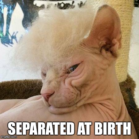 Separated at birth | SEPARATED AT BIRTH | image tagged in trump,cat | made w/ Imgflip meme maker