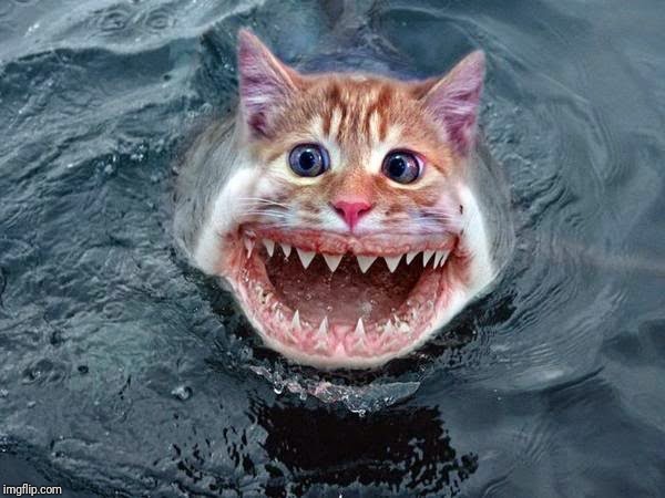 Cat-Fish | . | image tagged in cat-fish | made w/ Imgflip meme maker