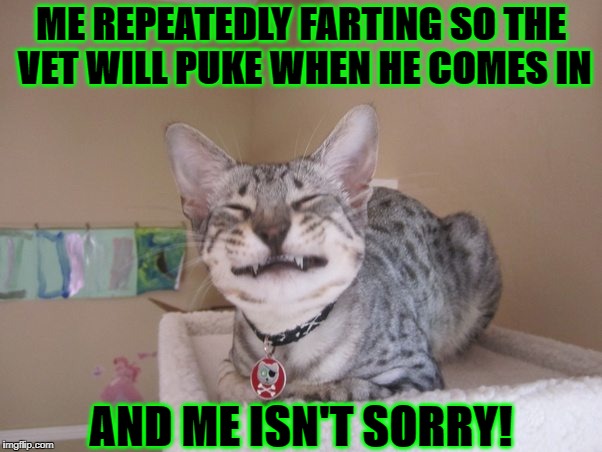 STINKY CAT | ME REPEATEDLY FARTING SO THE VET WILL PUKE WHEN HE COMES IN; AND ME ISN'T SORRY! | image tagged in stinky cat | made w/ Imgflip meme maker