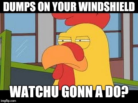 Bet | DUMPS ON YOUR WINDSHIELD; WATCHU GONN A DO? | image tagged in family guy,bird,what,team | made w/ Imgflip meme maker