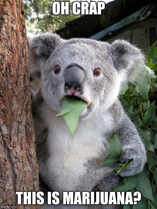 Australia drug laws | OH CRAP; THIS IS MARIJUANA? | image tagged in memes,surprised koala,marijuana | made w/ Imgflip meme maker