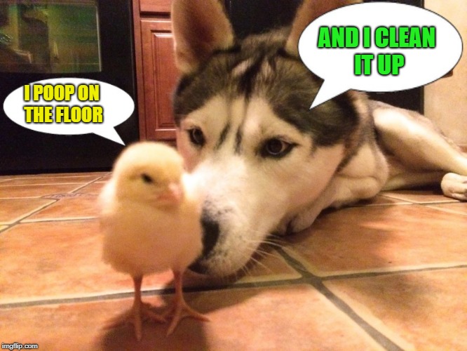 I poop on the floor | AND I CLEAN IT UP; I POOP ON THE FLOOR | image tagged in dog,chicken | made w/ Imgflip meme maker