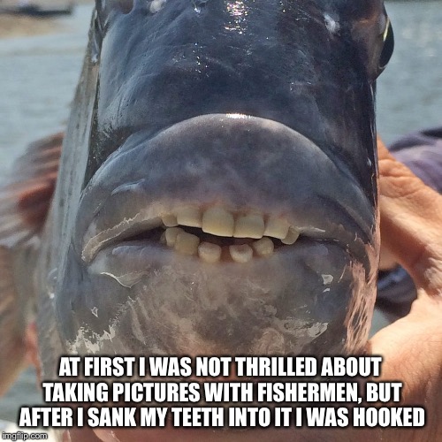 AT FIRST I WAS NOT THRILLED ABOUT TAKING PICTURES WITH FISHERMEN, BUT AFTER I SANK MY TEETH INTO IT I WAS HOOKED | image tagged in smile fish | made w/ Imgflip meme maker