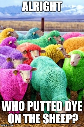 Too much Minecraft? | ALRIGHT; WHO PUTTED DYE ON THE SHEEP? | image tagged in too much minecraft,minecraft,memes | made w/ Imgflip meme maker