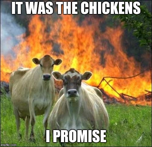 Evil Cows | IT WAS THE CHICKENS; I PROMISE | image tagged in memes,evil cows | made w/ Imgflip meme maker