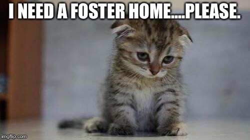 Sad kitten | I NEED A FOSTER HOME....PLEASE. | image tagged in sad kitten | made w/ Imgflip meme maker