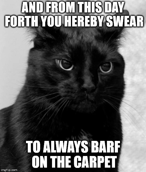 Black cat pissed | AND FROM THIS DAY FORTH YOU HEREBY SWEAR; TO ALWAYS BARF ON THE CARPET | image tagged in black cat pissed | made w/ Imgflip meme maker