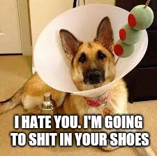  I HATE YOU. I'M GOING TO SHIT IN YOUR SHOES | image tagged in dog,martini | made w/ Imgflip meme maker