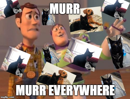 Murr everywhere | MURR; MURR EVERYWHERE | image tagged in memes,x x everywhere,murr,kitty | made w/ Imgflip meme maker