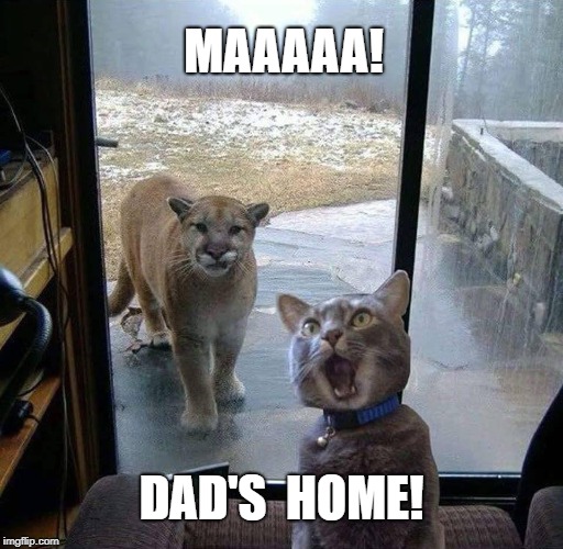 Funny | MAAAAA! DAD'S  HOME! | image tagged in cat,meme | made w/ Imgflip meme maker