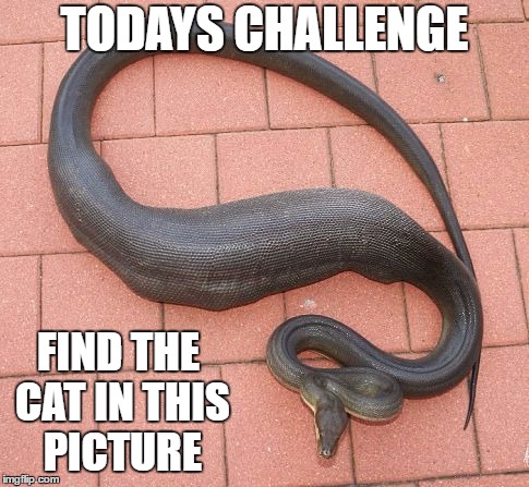 Cat Weekend, May 11-13. For all you cat lovers out there. An unusual picture of a cat. | TODAYS CHALLENGE; FIND THE CAT IN THIS PICTURE | image tagged in cat,snake,random | made w/ Imgflip meme maker