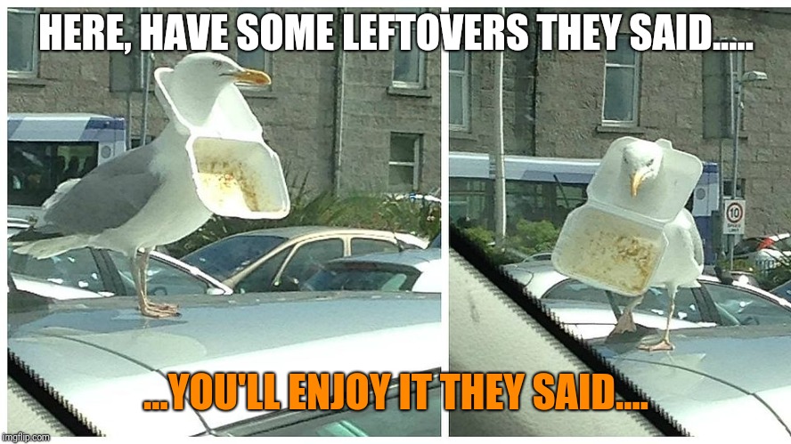 HERE, HAVE SOME LEFTOVERS THEY SAID..... ...YOU'LL ENJOY IT THEY SAID.... | image tagged in seagull | made w/ Imgflip meme maker