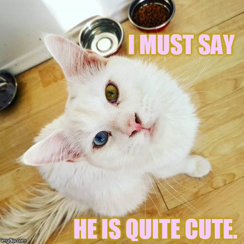 I MUST SAY HE IS QUITE CUTE. | made w/ Imgflip meme maker