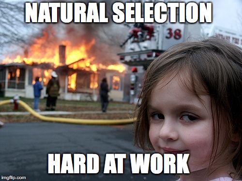 Disaster Girl | NATURAL SELECTION; HARD AT WORK | image tagged in memes,disaster girl | made w/ Imgflip meme maker