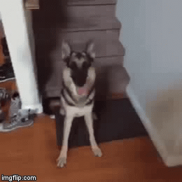   | FLEEET!!! REEES!!! | image tagged in gifs | made w/ Imgflip video-to-gif maker