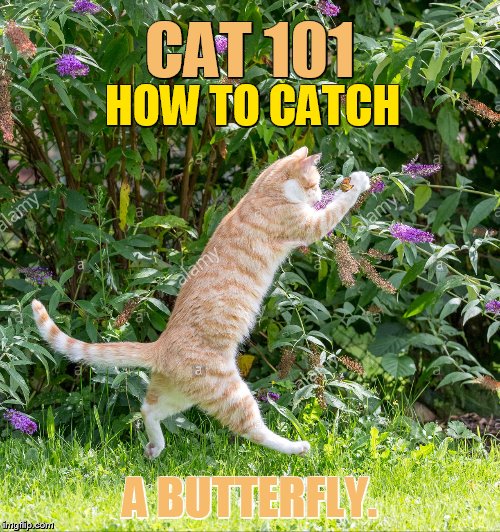 Cat Weekend, May 11-13, a Landon_the_memer, 1forpeace, and JBmemegeek event | CAT 101; HOW TO CATCH; A BUTTERFLY. | image tagged in memes,cat weekend,landon_the_memer,1forpeace,jbmemegeek,butterfly | made w/ Imgflip meme maker