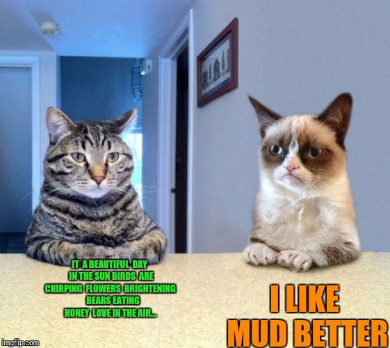 Take a seat cat and grumpy cat review | IT  A BEAUTIFUL  DAY  IN THE SUN BIRDS  ARE CHIRPING  FLOWERS  BRIGHTENING    BEARS EATING HONEY  LOVE IN THE AIR... I LIKE MUD BETTER | image tagged in take a seat cat and grumpy cat review | made w/ Imgflip meme maker