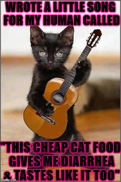 THE CAT SONG | WROTE A LITTLE SONG FOR MY HUMAN CALLED; "THIS CHEAP CAT FOOD GIVES ME DIARRHEA & TASTES LIKE IT TOO" | image tagged in the cat song | made w/ Imgflip meme maker