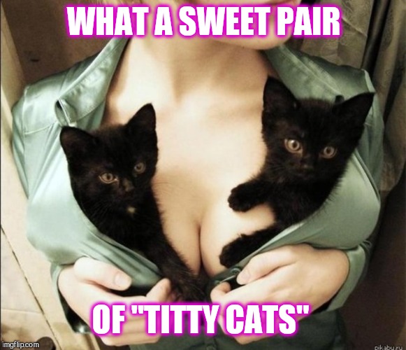 I had to make one NSFW meme for Cat Weekend! lol May 11-13, a Landon_the_memer, 1forpeace, & JBmemegeek event! | WHAT A SWEET PAIR; OF "TITTY CATS" | image tagged in jbmemegeek,cat weekend,cats,boobs,memes | made w/ Imgflip meme maker