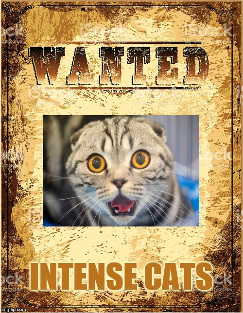 INTENSE CATS | made w/ Imgflip meme maker