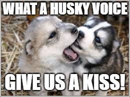This one's for giveuahint | WHAT A HUSKY VOICE; GIVE US A KISS! | image tagged in funny dogs,husky | made w/ Imgflip meme maker