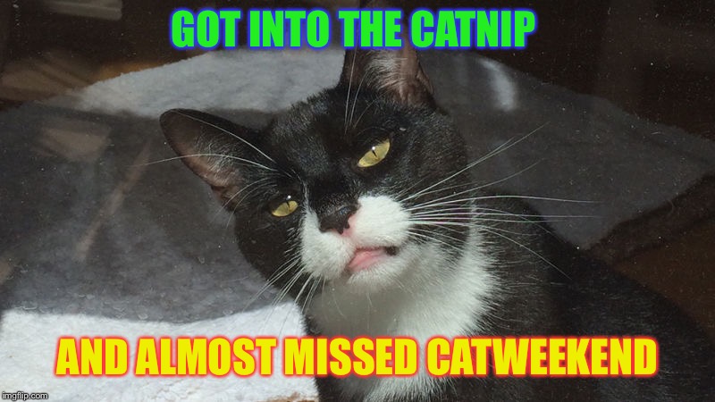 One for  Cat weekend - May 11-13, a Landon _the_memer, 1forpeace, and JBmemegeek Event. | GOT INTO THE CATNIP; AND ALMOST MISSED CATWEEKEND | image tagged in funny,cat,funny memes,cat weekend | made w/ Imgflip meme maker