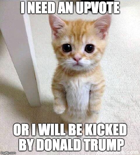 Cute Cat Meme | I NEED AN UPVOTE; OR I WILL BE KICKED BY DONALD TRUMP | image tagged in memes,cute cat | made w/ Imgflip meme maker