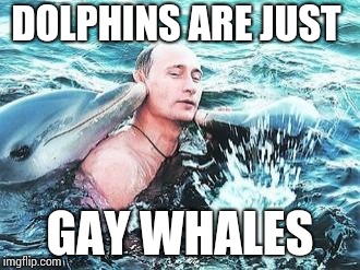 Gay Whales | DOLPHINS ARE JUST; GAY WHALES | image tagged in putin dolphins | made w/ Imgflip meme maker