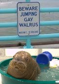 GAY WALRUSES | image tagged in memes | made w/ Imgflip meme maker