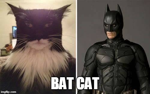 Batcat | BAT CAT | image tagged in batman,cats | made w/ Imgflip meme maker