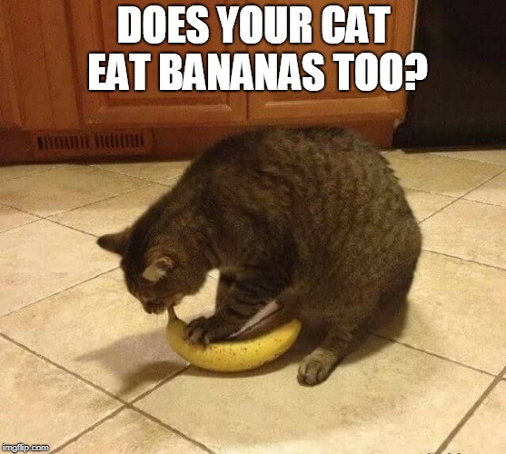 DOES YOUR CAT EAT BANANAS TOO? | image tagged in cats,bananas,cat weekend | made w/ Imgflip meme maker