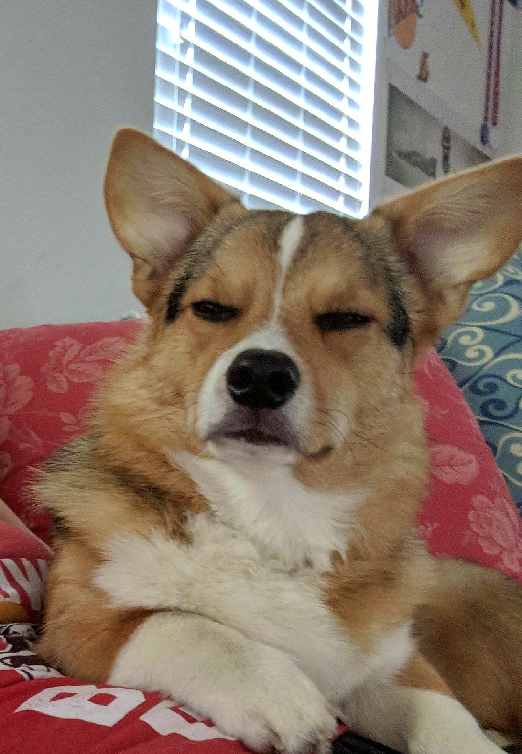 High Quality Tough corgi Blank Meme Template