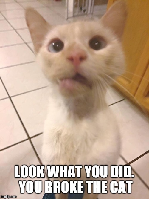 You broke the cat! | LOOK WHAT YOU DID. YOU BROKE THE CAT | image tagged in cat,broke | made w/ Imgflip meme maker