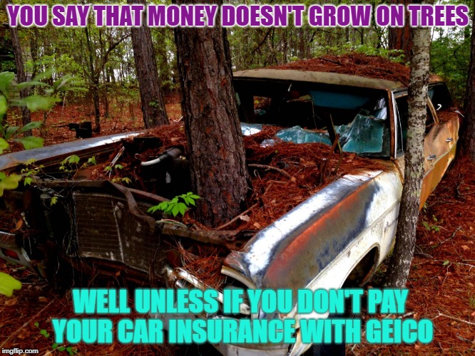 The car tree | YOU SAY THAT MONEY DOESN'T GROW ON TREES; WELL UNLESS IF YOU DON'T PAY YOUR CAR INSURANCE WITH GEICO | image tagged in old car | made w/ Imgflip meme maker