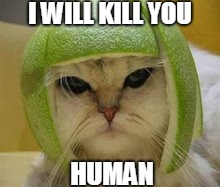 I WILL KILL YOU; HUMAN | image tagged in mad cat hat | made w/ Imgflip meme maker