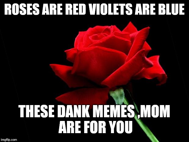 rose | ROSES ARE RED
VIOLETS ARE BLUE; THESE DANK MEMES
,MOM ARE FOR YOU | image tagged in rose | made w/ Imgflip meme maker