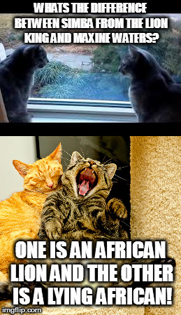 joke for cat weekend | WHATS THE DIFFERENCE BETWEEN SIMBA FROM THE LION KING AND MAXINE WATERS? ONE IS AN AFRICAN LION AND THE OTHER IS A LYING AFRICAN! | image tagged in funny cats,funny cat memes,funny cat,cute cats,wtf cat,cat weekend | made w/ Imgflip meme maker