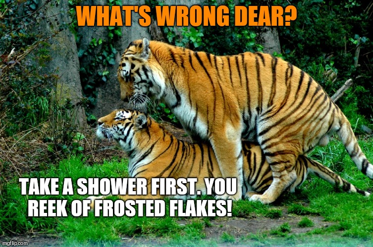 WHAT'S WRONG DEAR? TAKE A SHOWER FIRST. YOU REEK OF FROSTED FLAKES! | image tagged in but it's greaaaaat,cat weekend | made w/ Imgflip meme maker