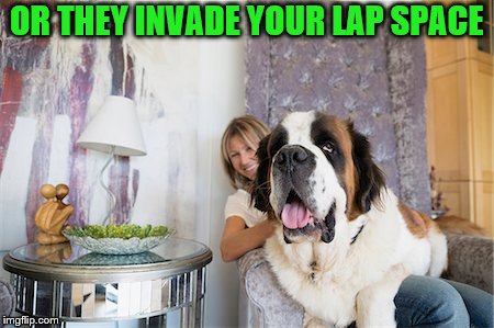 OR THEY INVADE YOUR LAP SPACE | made w/ Imgflip meme maker