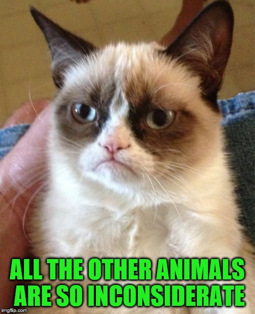 Grumpy Cat Meme | ALL THE OTHER ANIMALS ARE SO INCONSIDERATE | image tagged in memes,grumpy cat | made w/ Imgflip meme maker