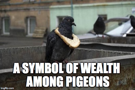 A SYMBOL OF WEALTH AMONG PIGEONS | image tagged in pigeon,wealth | made w/ Imgflip meme maker
