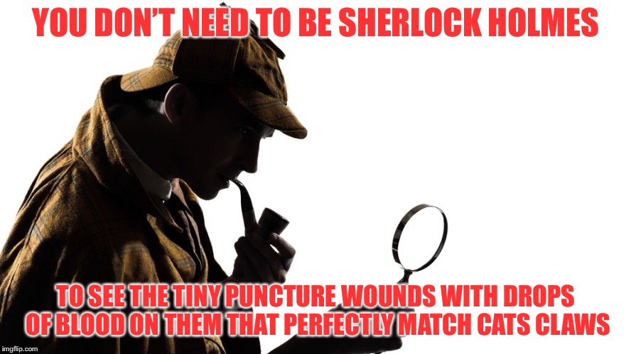 YOU DON’T NEED TO BE SHERLOCK HOLMES TO SEE THE TINY PUNCTURE WOUNDS WITH DROPS OF BLOOD ON THEM THAT PERFECTLY MATCH CATS CLAWS | made w/ Imgflip meme maker