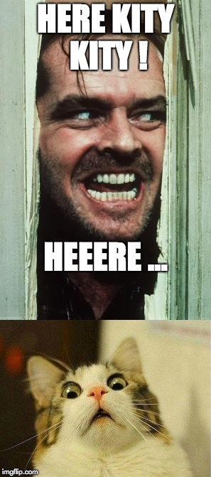 Here KityKity Here | HERE KITY KITY ! HEEERE ... | image tagged in kitykitynono | made w/ Imgflip meme maker